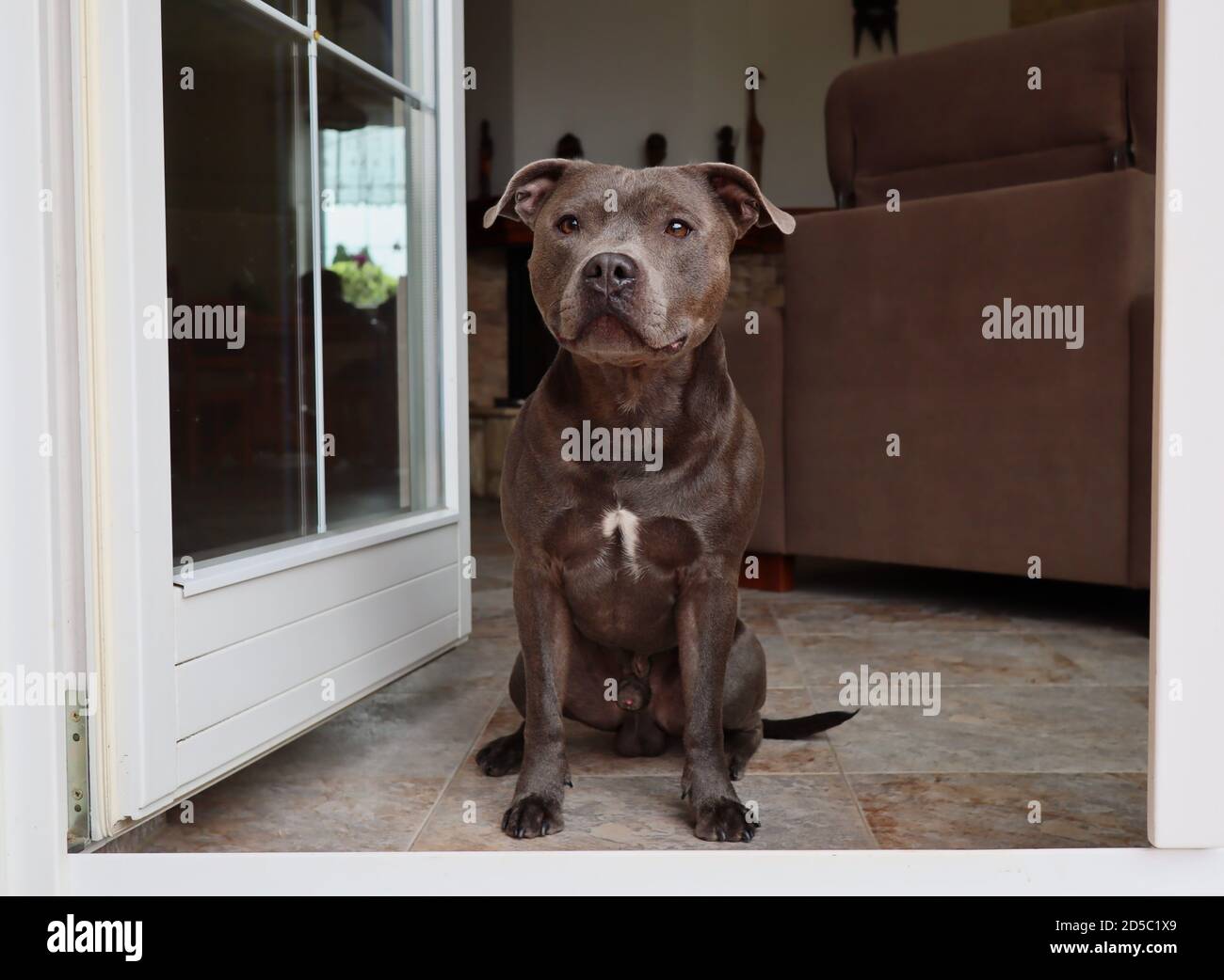 Englisch Staffordshire Bull Terrier sitzt im Innen vor White Door. Blue Staffy Wachen im Wohnzimmer und schaut nach draußen. Stockfoto