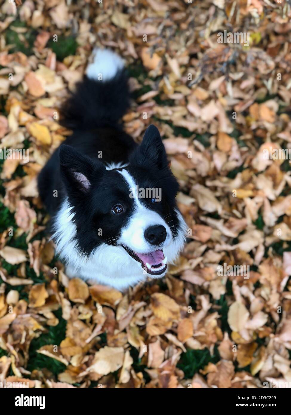 Draufsicht auf lächelnde Border Collie Sitting Down on Fallen Autumn Leaves. Top-Down-Bild von Schwarz und Weiß Happy Dog in der Herbstsaison. Stockfoto