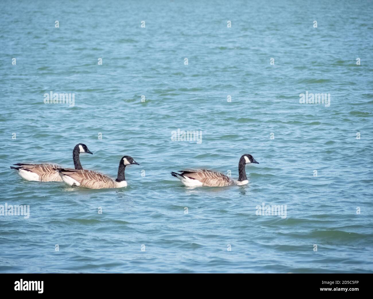 Branta canadensis. Drei Kanadagänse auf einem See in Devon, Großbritannien. Stockfoto