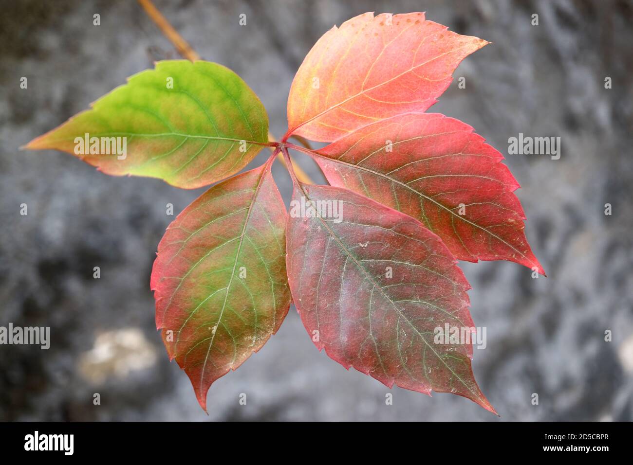 Bunte Blätter mit alten Wandhintergrund, bunte Blätter Makro, Herbstblätter, bunte Blätter mit Mustern, Makrofotografie, Stock Bild Stockfoto