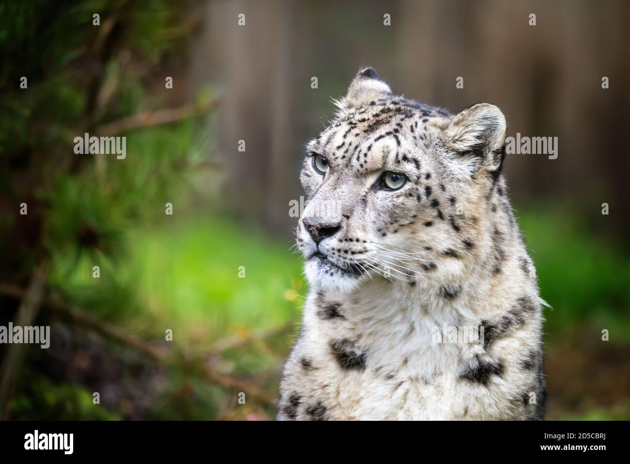 Erwachsene zeigen Leopard, panthera uncia, sitzen in einer Waldumgebung. Leerzeichen für Text. Stockfoto