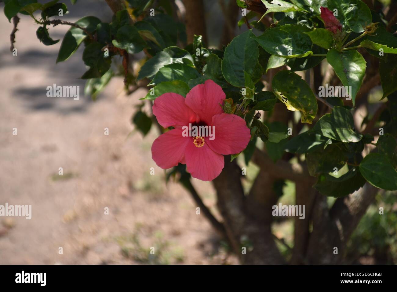 Schöne rosa Hibiskusblüte Stockfoto