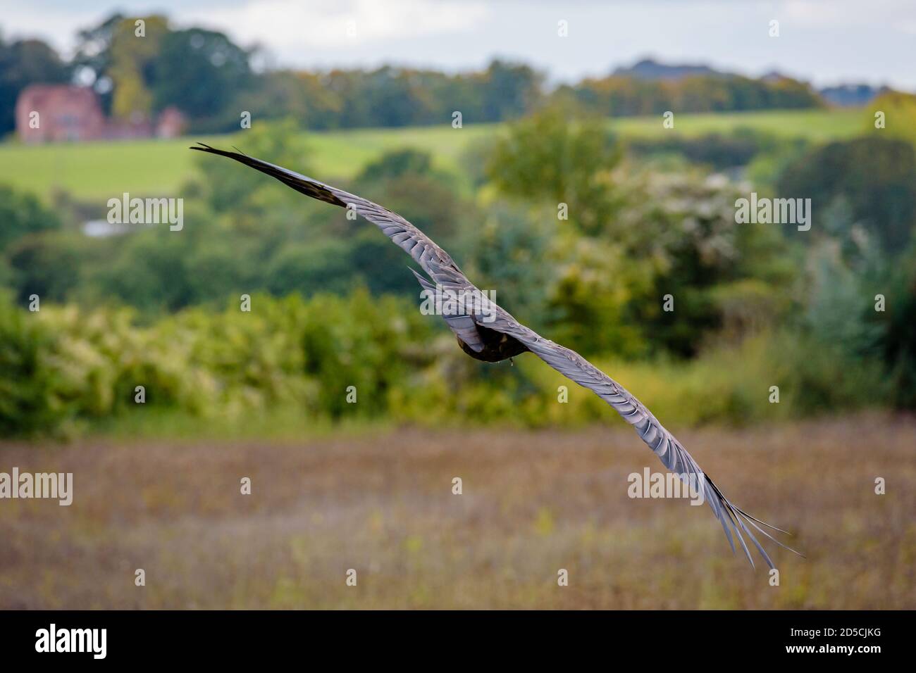 Der Kapuzengeier (Necrosyrtes monachus) ist ein Altweltgeier in der Ordnung Accipitriformes, zu dem auch Adler, Drachen, Bussarde und Falken gehören. Stockfoto