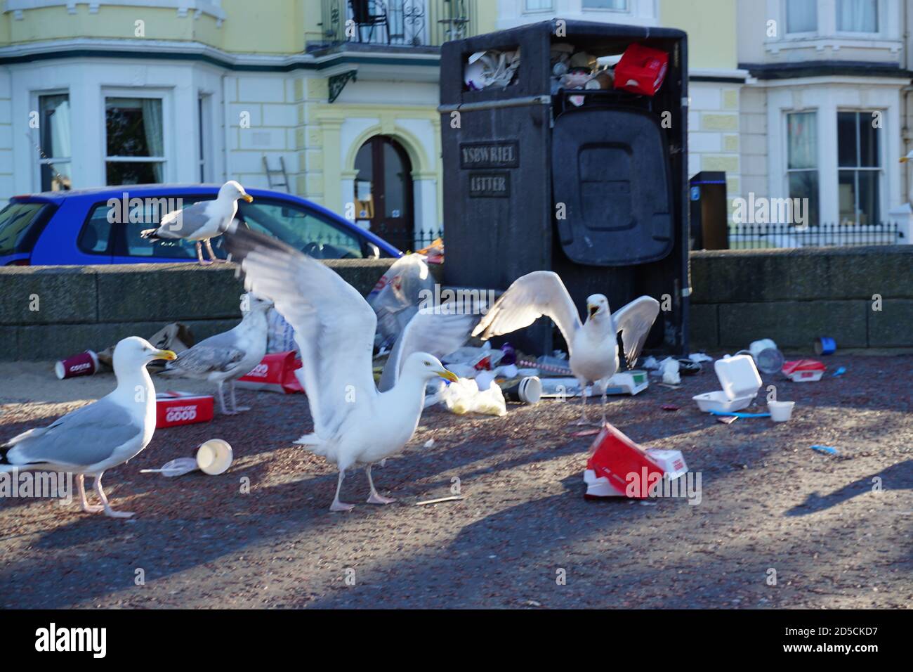 Scavenging Hering Möwen kämpfen für Abfälle Lebensmittel in Mülleimern nach Covid Lockdown endet Stockfoto