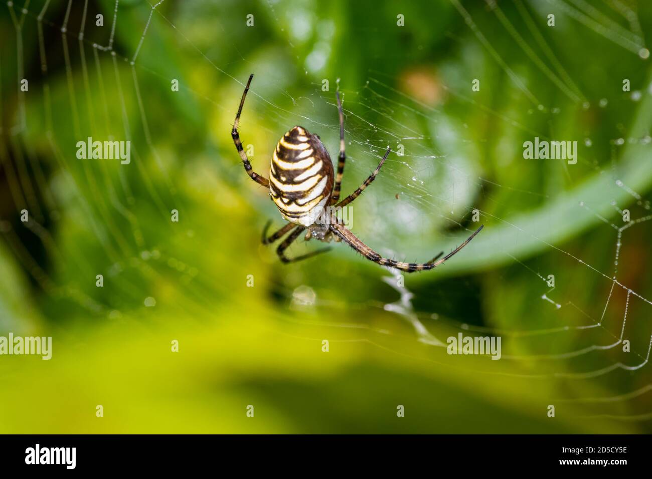 Wespenspinne (Argiope bruennichi) auf Spinnennetz in einer Wiese Stockfoto