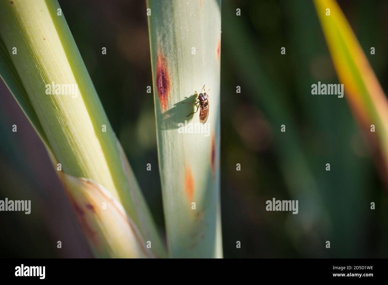 Schwebfliege, die in der Morgensonne auf Gras ruht, in Kibblesworth, Nordostengland Stockfoto