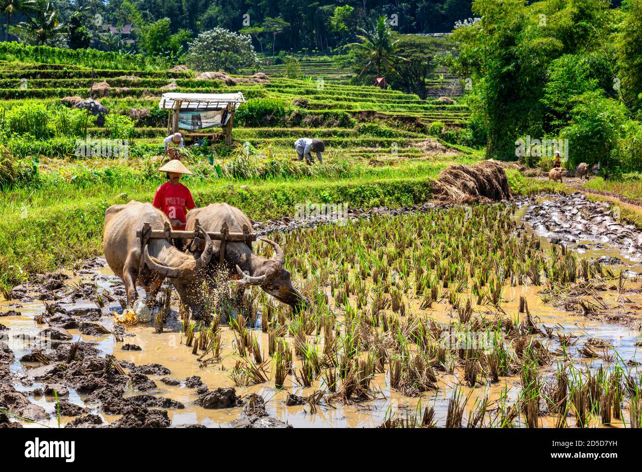 Indonesischen Reisbauern, Zentraljava, Indonesien Stockfoto