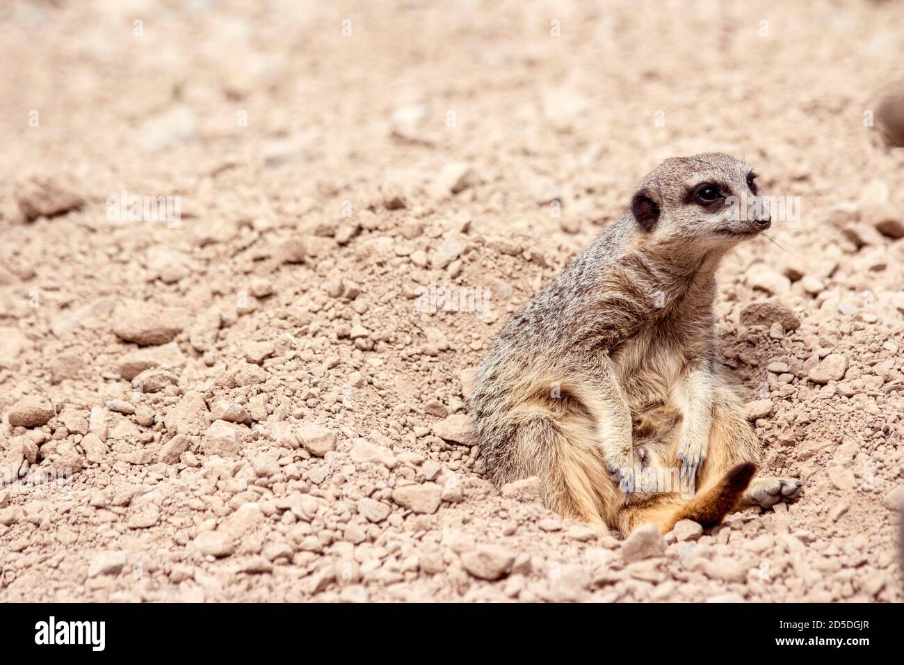 Lazy Meerkat sitzt spielerisch auf Wüstensand & Steine entspannend Stockfoto