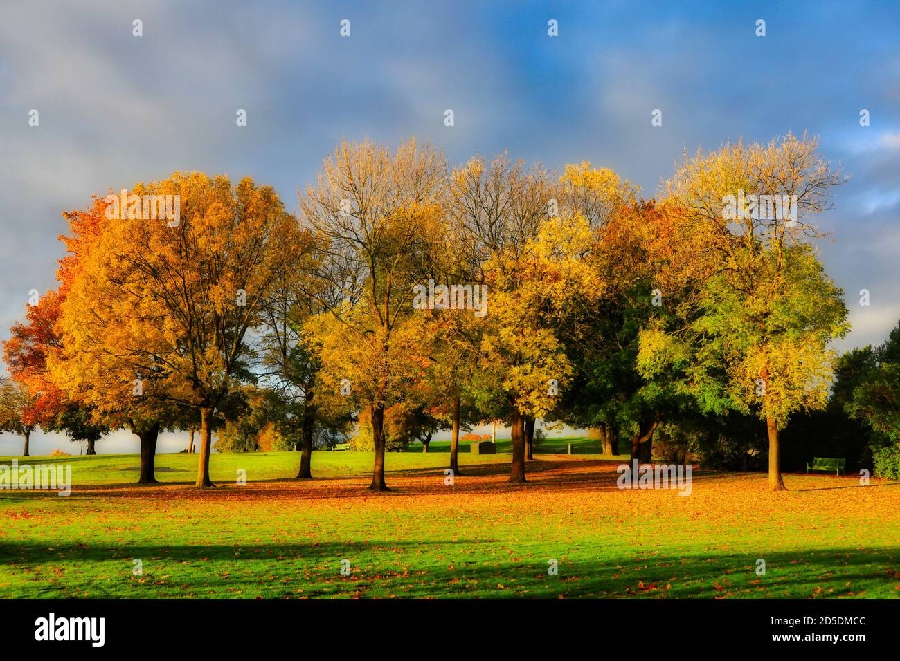 Lebendiges Herbstlaub im Park an einem schönen, sonnigen Herbstmorgen. Oktober 2020. Stockfoto