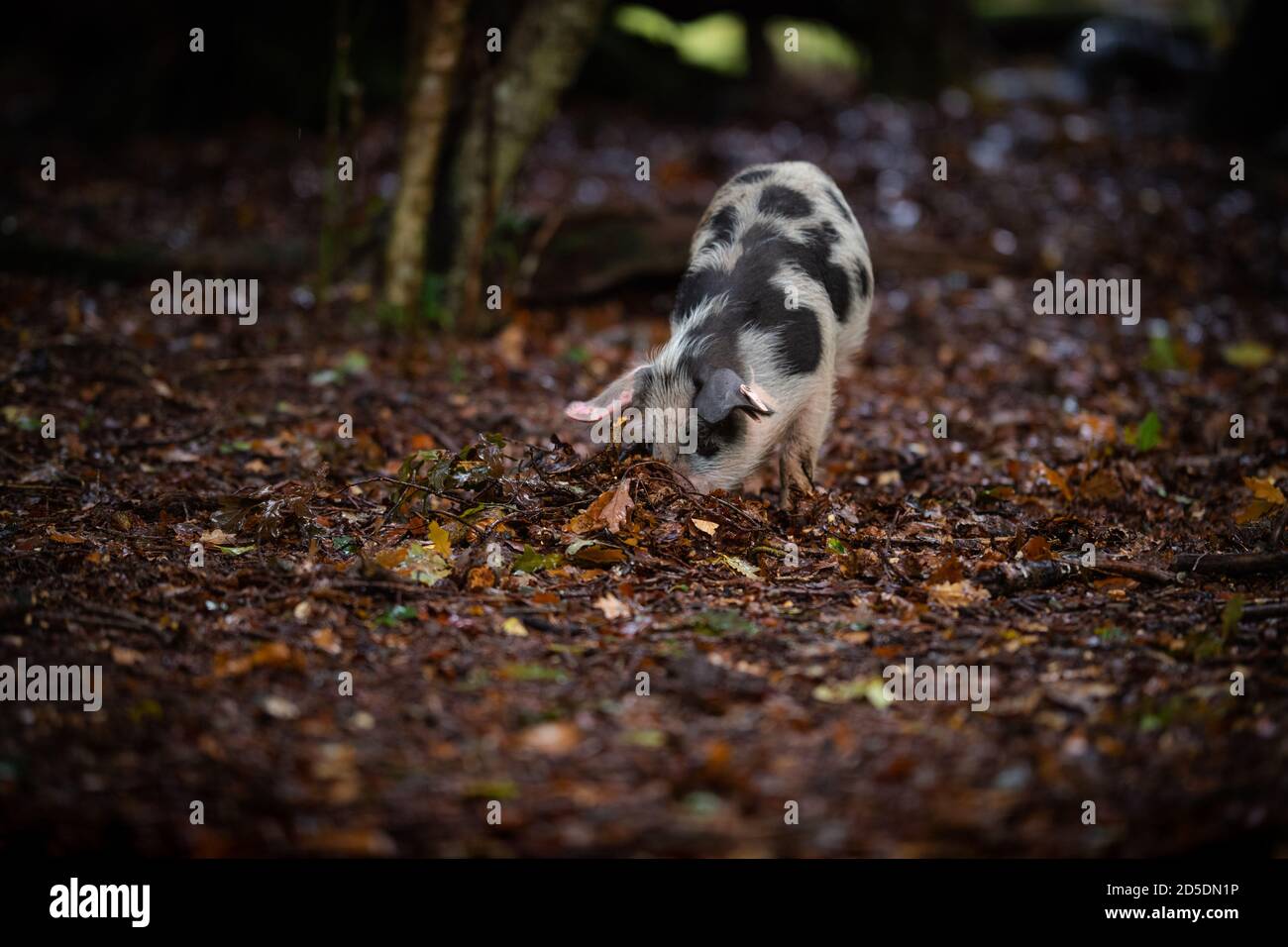 Ferkel und Schweine ernähren sich auf dem Waldboden des New Forest auf der Suche nach Eicheln und anderen Nüssen im Rahmen der Pannage-Saison, wenn die Schweine frei herumlaufen. Stockfoto