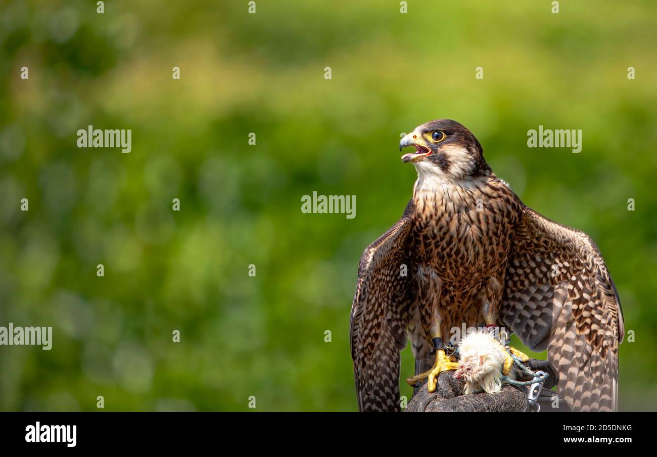 Falcon frisst seine Beute auf einem Holzpfosten Stockfoto