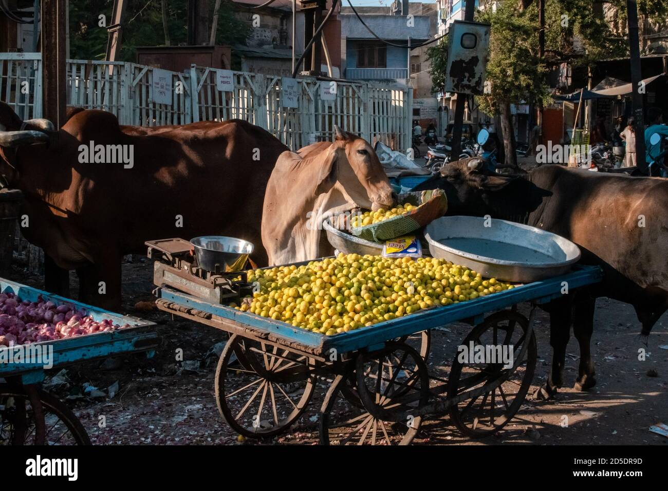 Jamnagar, Gujarat, Indien - Dezember 2018: Kühe essen Zitronen von einem Gemüsewagen auf den Straßen der Stadt. Stockfoto