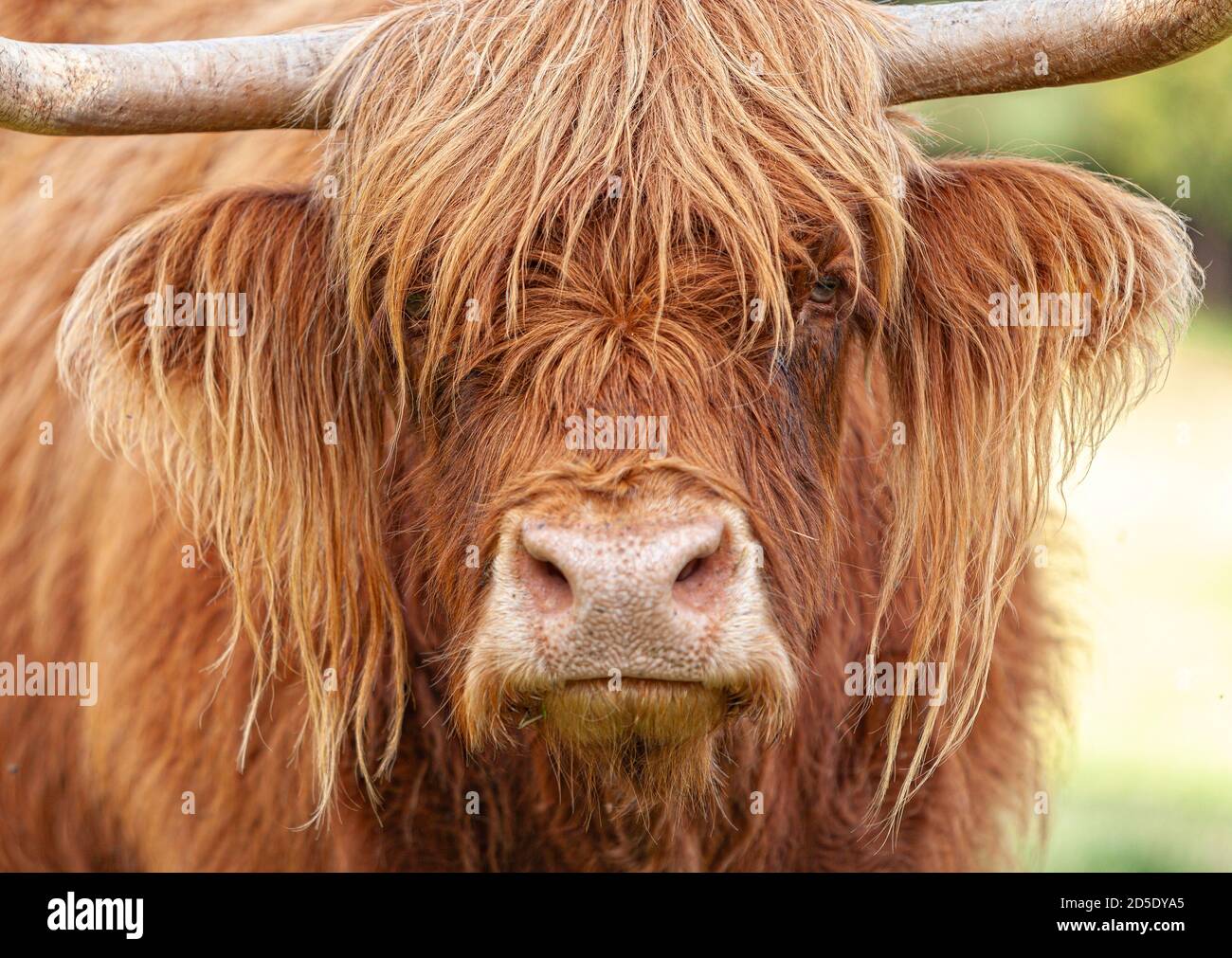 Hochlandrinder, die mit ihren langen Haaren in die Augen schauen Stockfoto