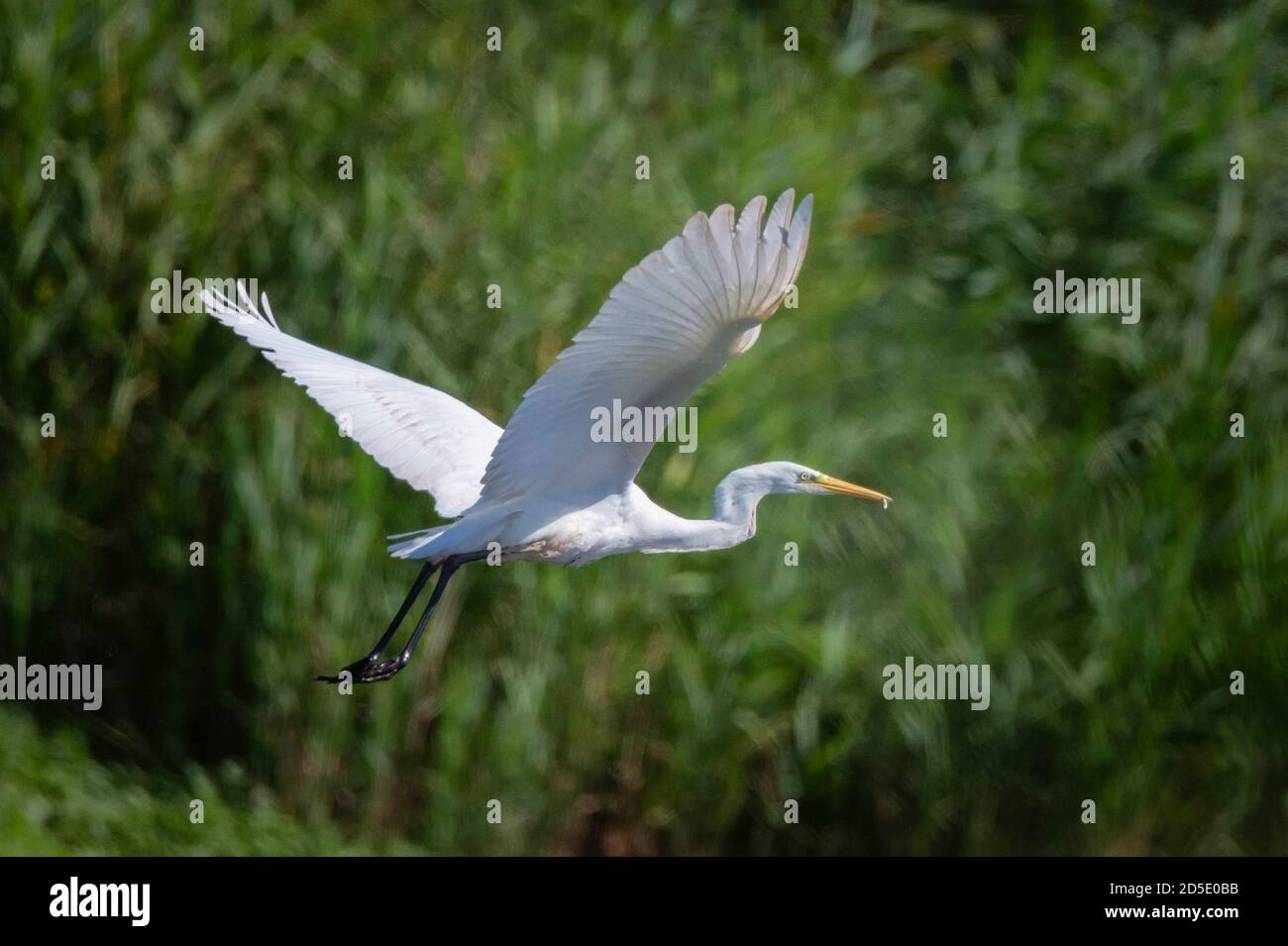 Silberreiher oder Ardea Alba fliegen über das Grün Stockfoto