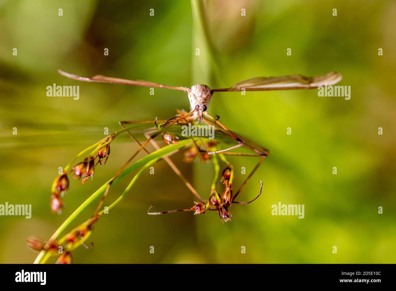 Kranflug Porträt von oben Stockfoto