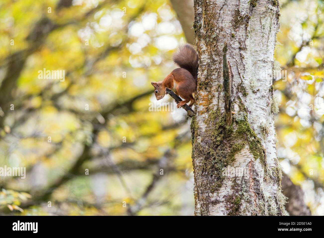 Rotes Eichhörnchen (Sciurus vulgaris) in herbstlichen Baum thront Stockfoto