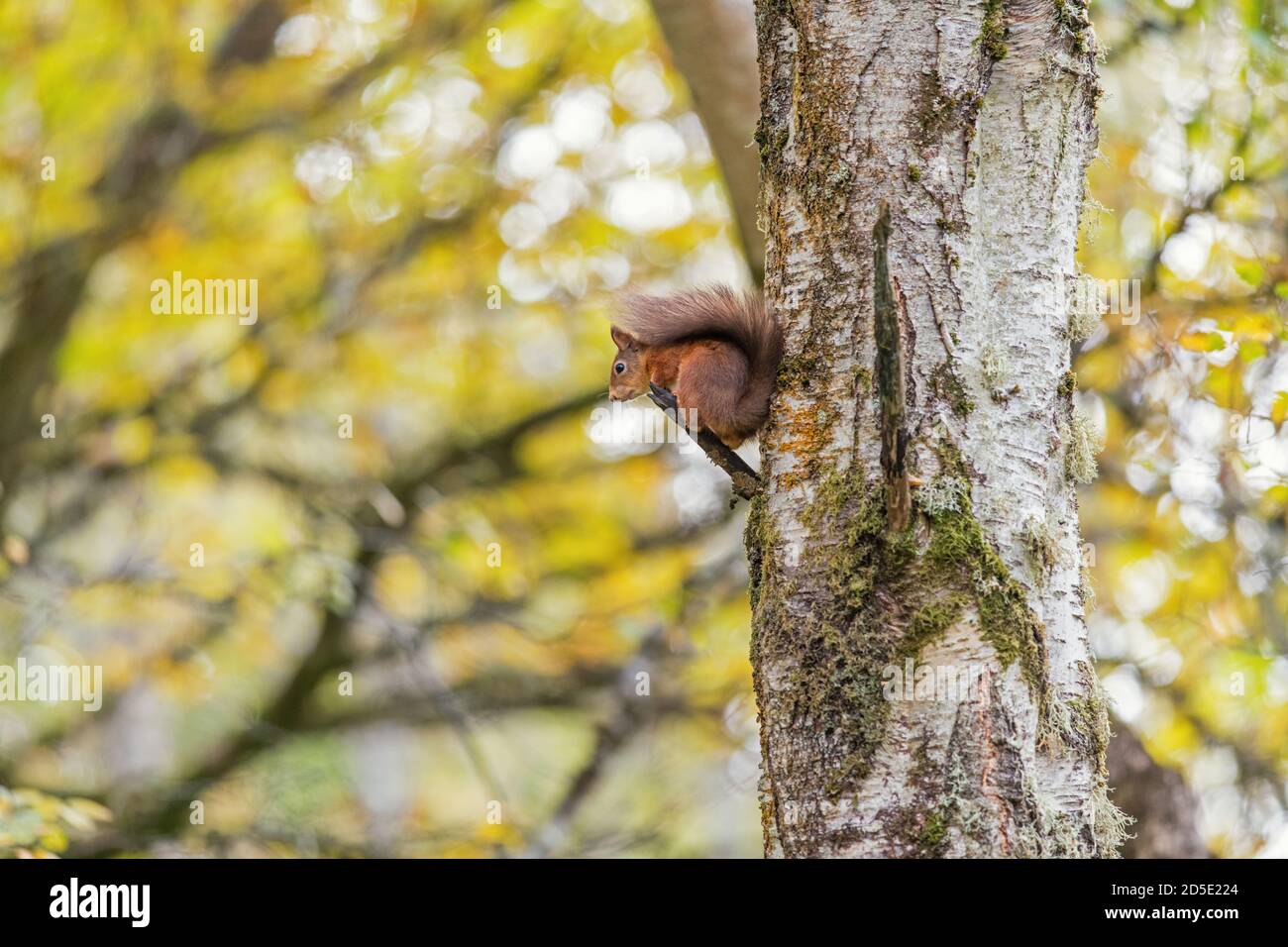 Rotes Eichhörnchen (Sciurus vulgaris) in herbstlichen Baum thront Stockfoto