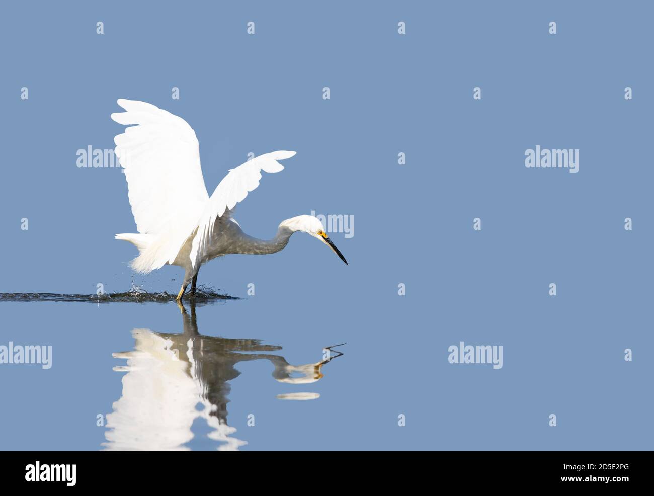 Snowy Egret Jagd Stockfoto