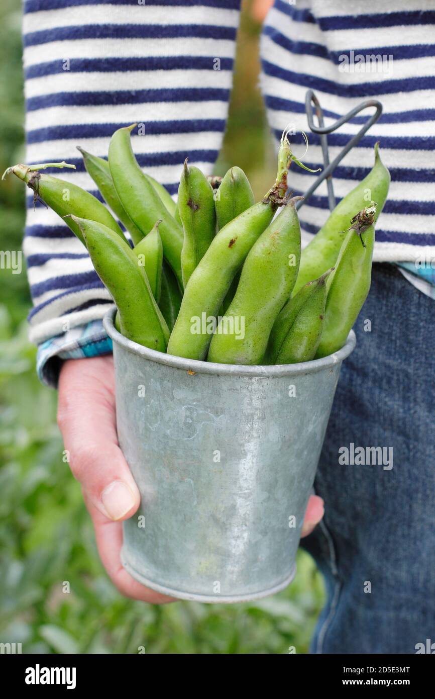 Vicia faba 'Bunyard's Exhibition'. Frisch gepflückte Saubohnen, die in einem heimischen Küchengarten angebaut werden (im Bild). VEREINIGTES KÖNIGREICH Stockfoto