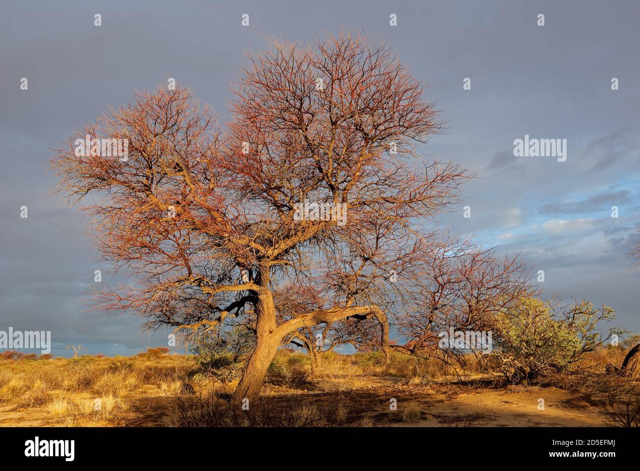 Malerische Landschaft mit einem Baum bei Sonnenuntergang, Kalahari Wüste, Südafrika Stockfoto