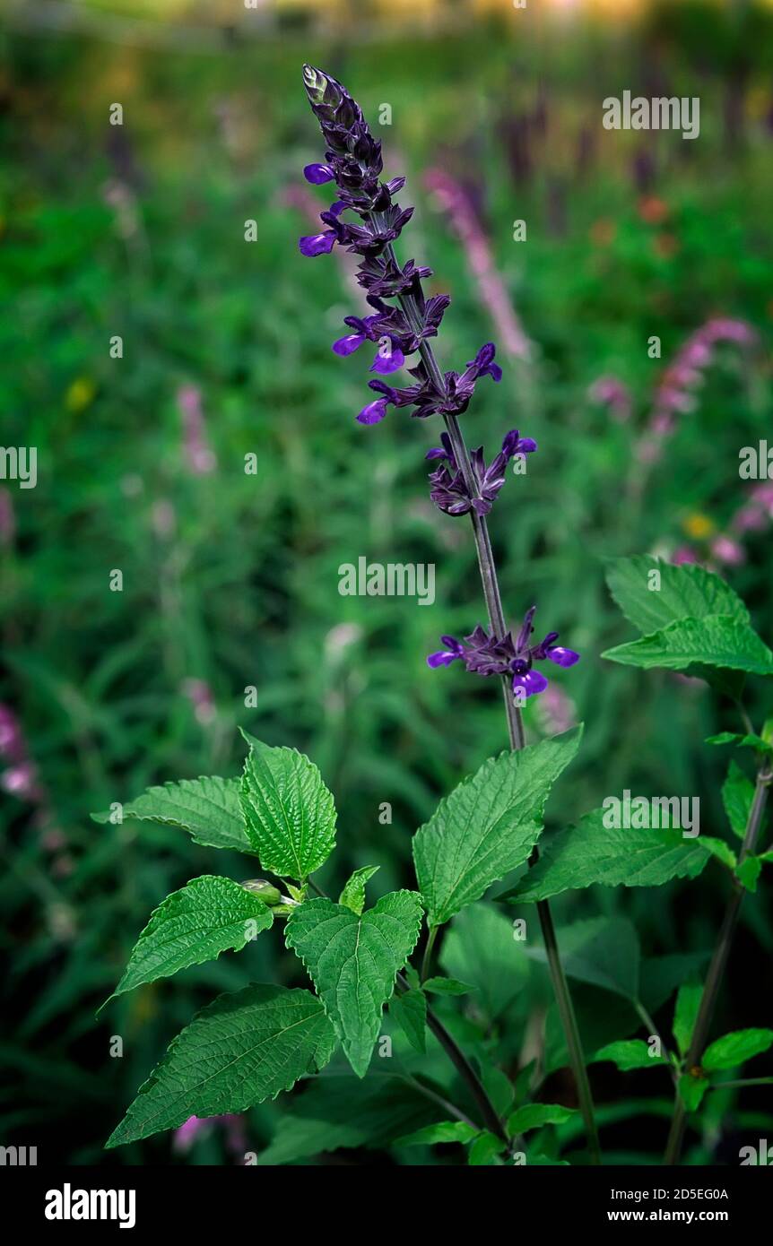 Salvia cv. Indigo-Spitzen; Lamiaceae; Hybridgras (Salvia longispicata × Salvia farinacea); Blütenviolett Stockfoto