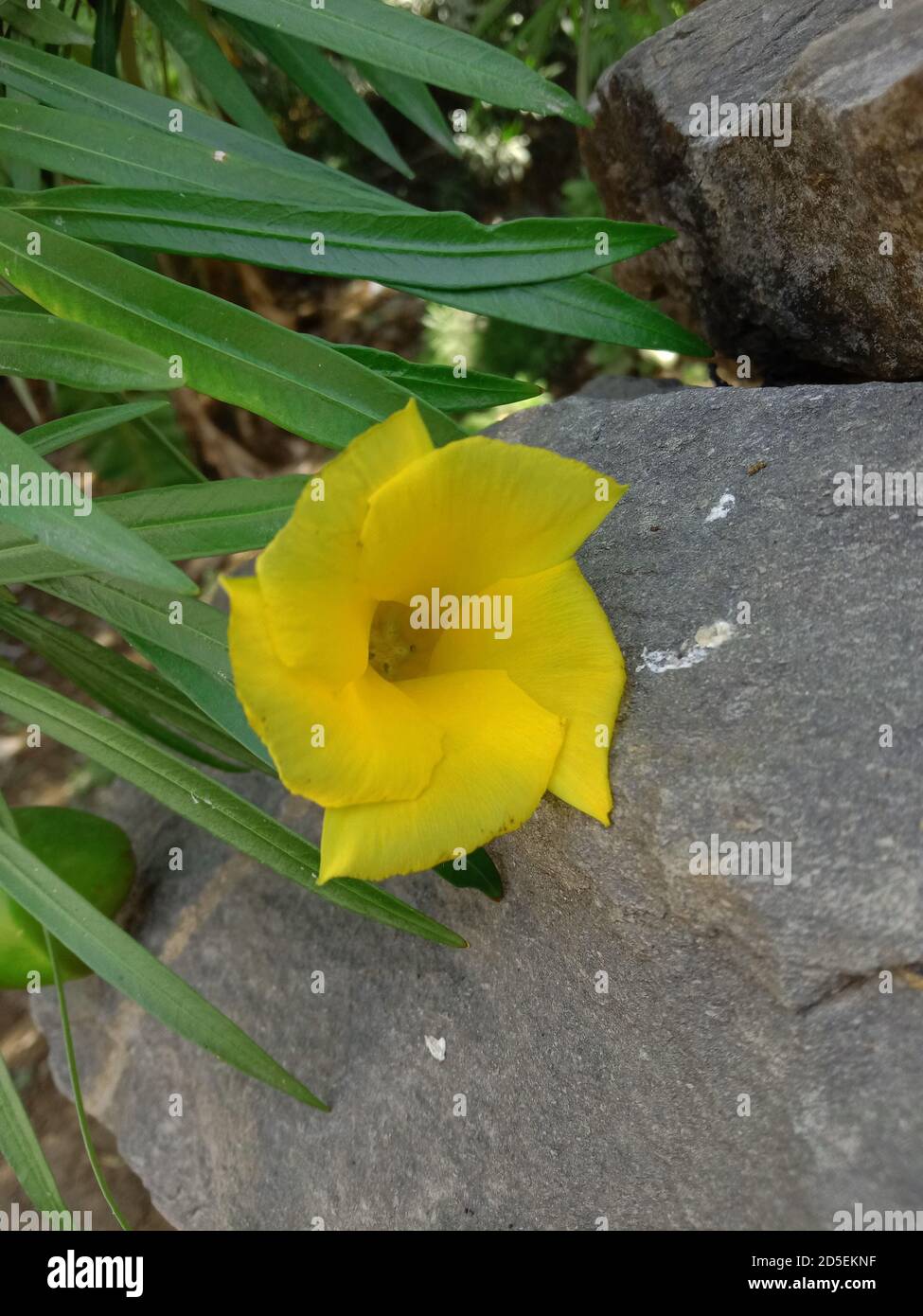 Thevetia peruviana Blume oder kaner und Blätter Stockfoto