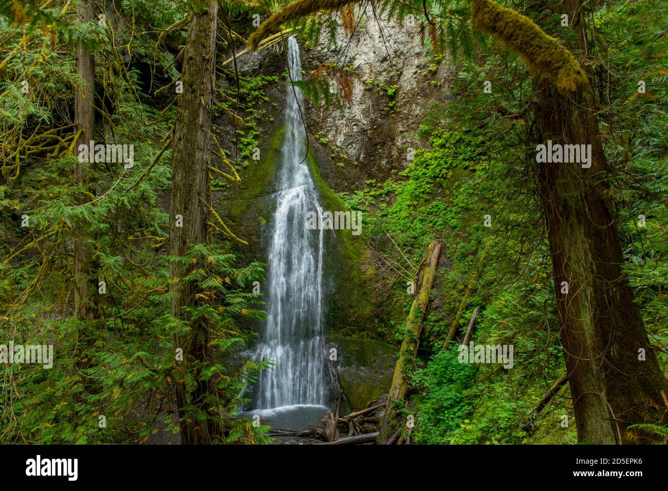 Blick auf die Marymere Falls auf der Olympic Peninsula im Olympic National Park im Bundesstaat Washington, USA. Stockfoto
