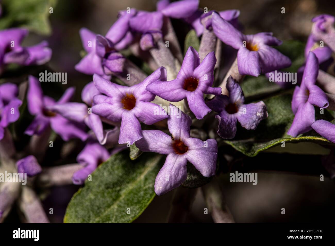 Blumen von Silberblatt Schmetterling Bush (Buddleia alternifolia 'Argentea') Stockfoto