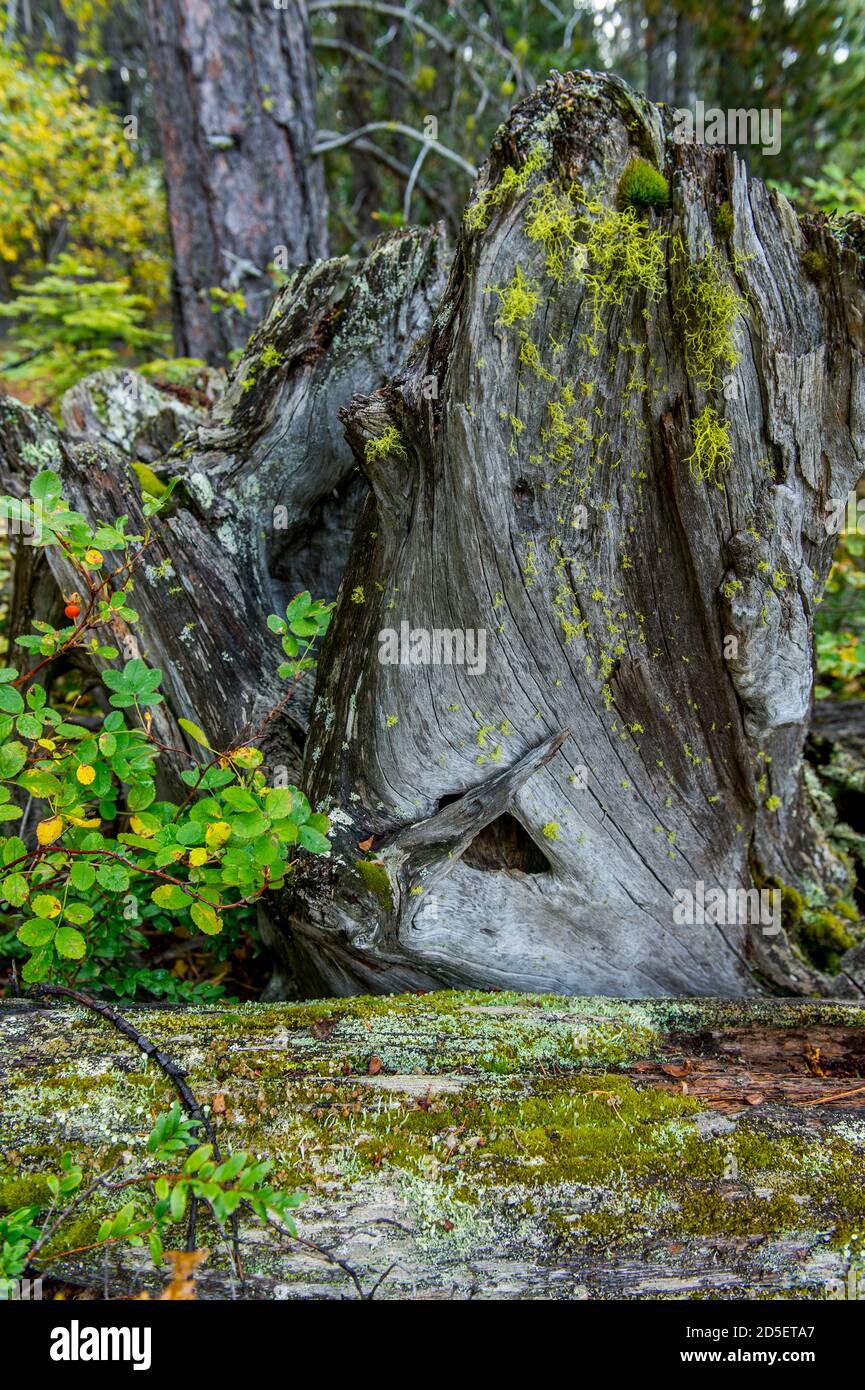 Ein verfallender Baumstumpf mit Flechten und einer kleinen Wildrose im Herbst am Lake Wenatchee State Park im Osten von Washington State, USA. Stockfoto