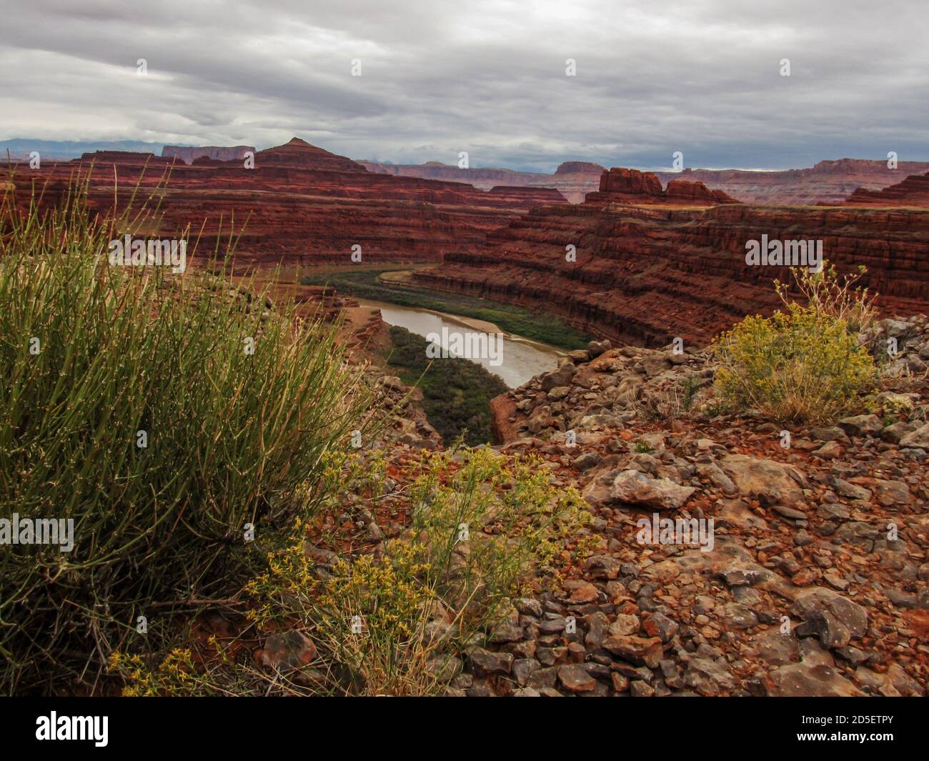 Blick über den Colorado River Canyon, von der White Rim Road des Canyon Lands National Park, Moab, USA, mit Rabbit Bush im Vordergrund Stockfoto