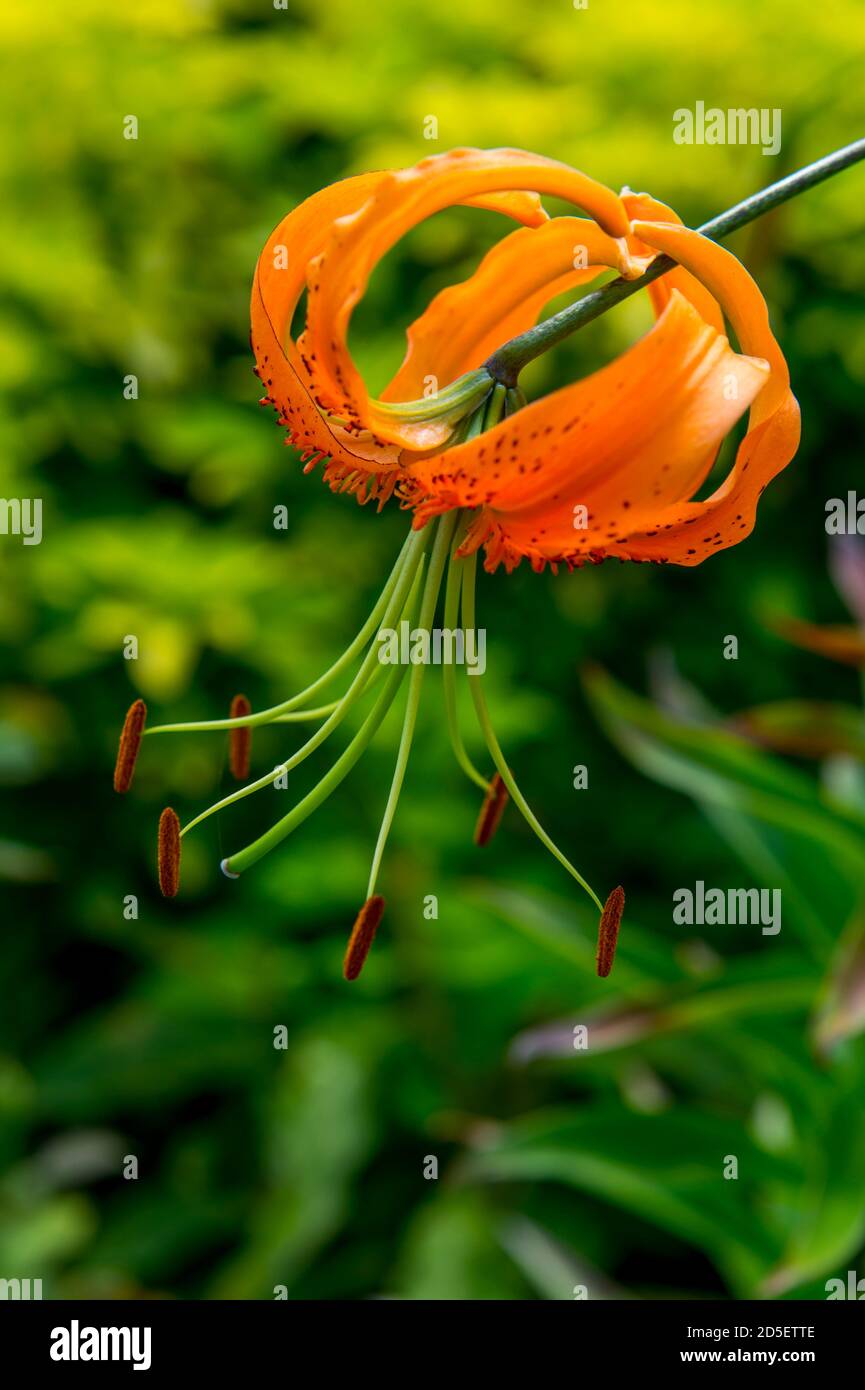 Nahaufnahme einer Tigerlilie in einem Garten in Kirkland, Washington State, USA. Stockfoto