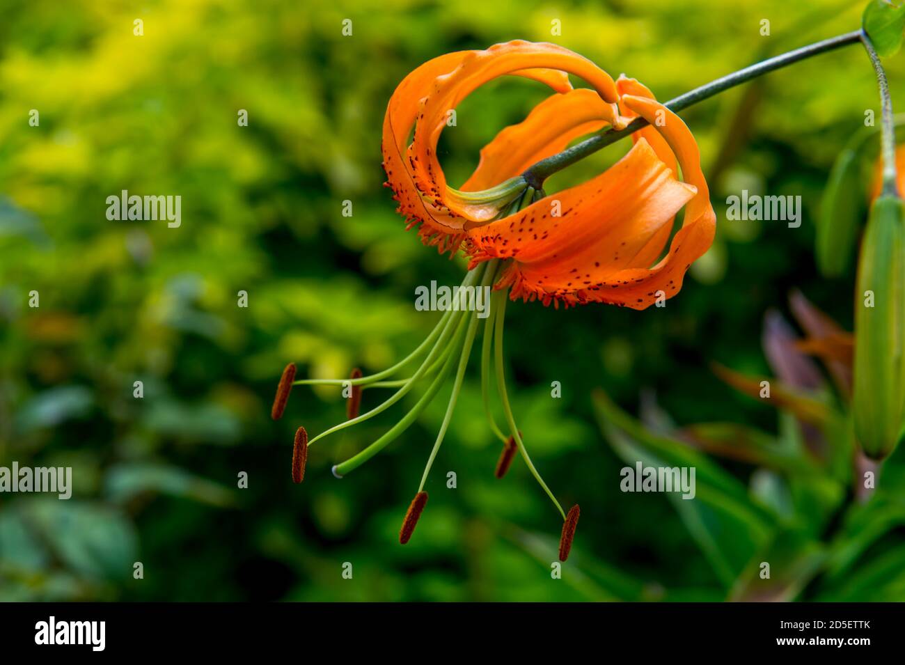 Nahaufnahme einer Tigerlilie in einem Garten in Kirkland, Washington State, USA. Stockfoto