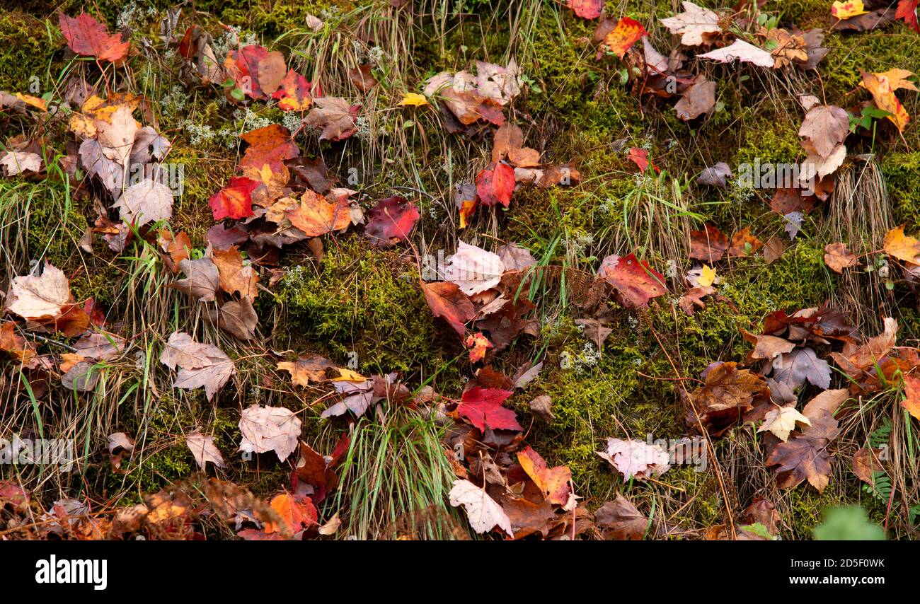 Gefallene Blätter auf einem Hügel von Vermont. Stockfoto