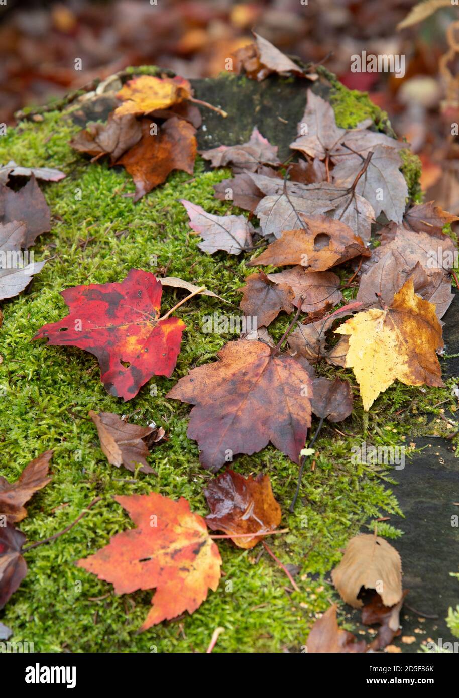 Gefallene Blätter auf einem moosbedeckten Felsen in Moretown, Vermont, USA Stockfoto