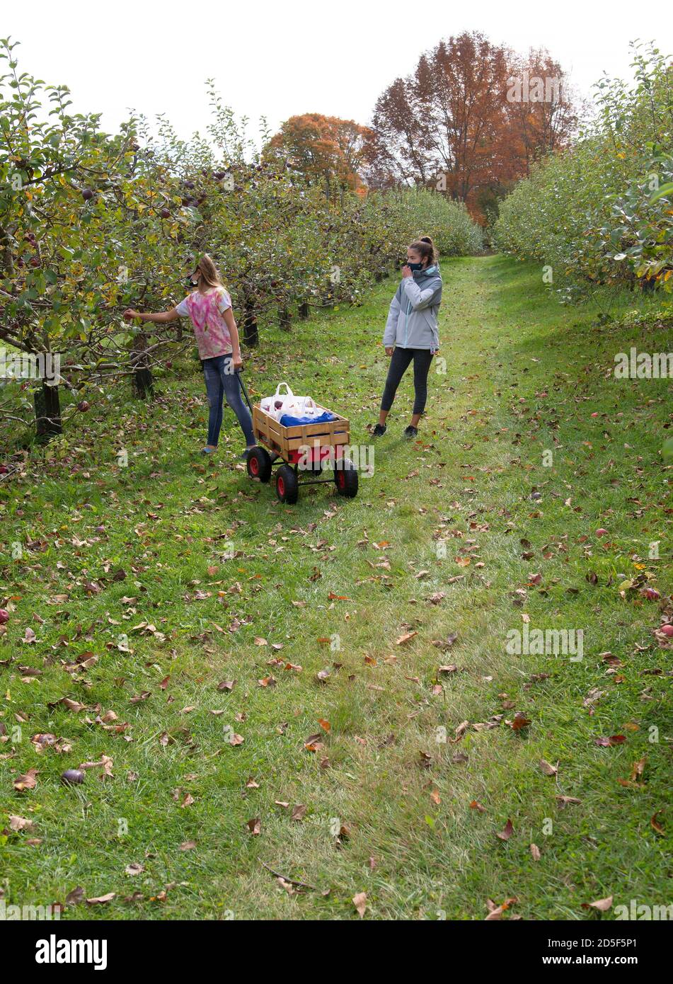 Kinder pflücken Äpfel in einem Obstgarten in Vermont, USA Stockfoto
