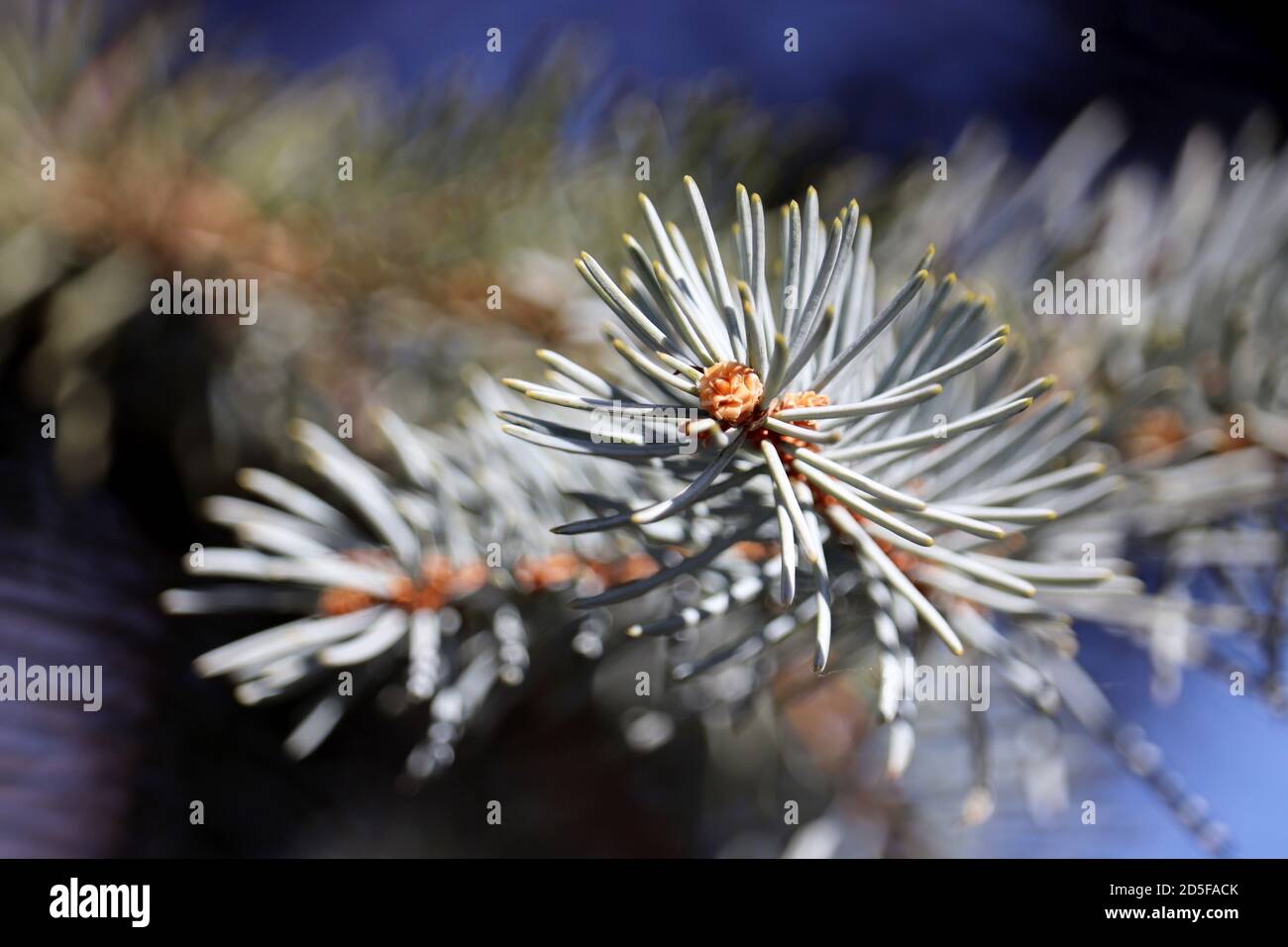 Selektive Fokussierung von silbernen Fichtenzweigen mit Nadeln. Natürliche Neujahrsbaum für Weihnachten Hintergrund Stockfoto