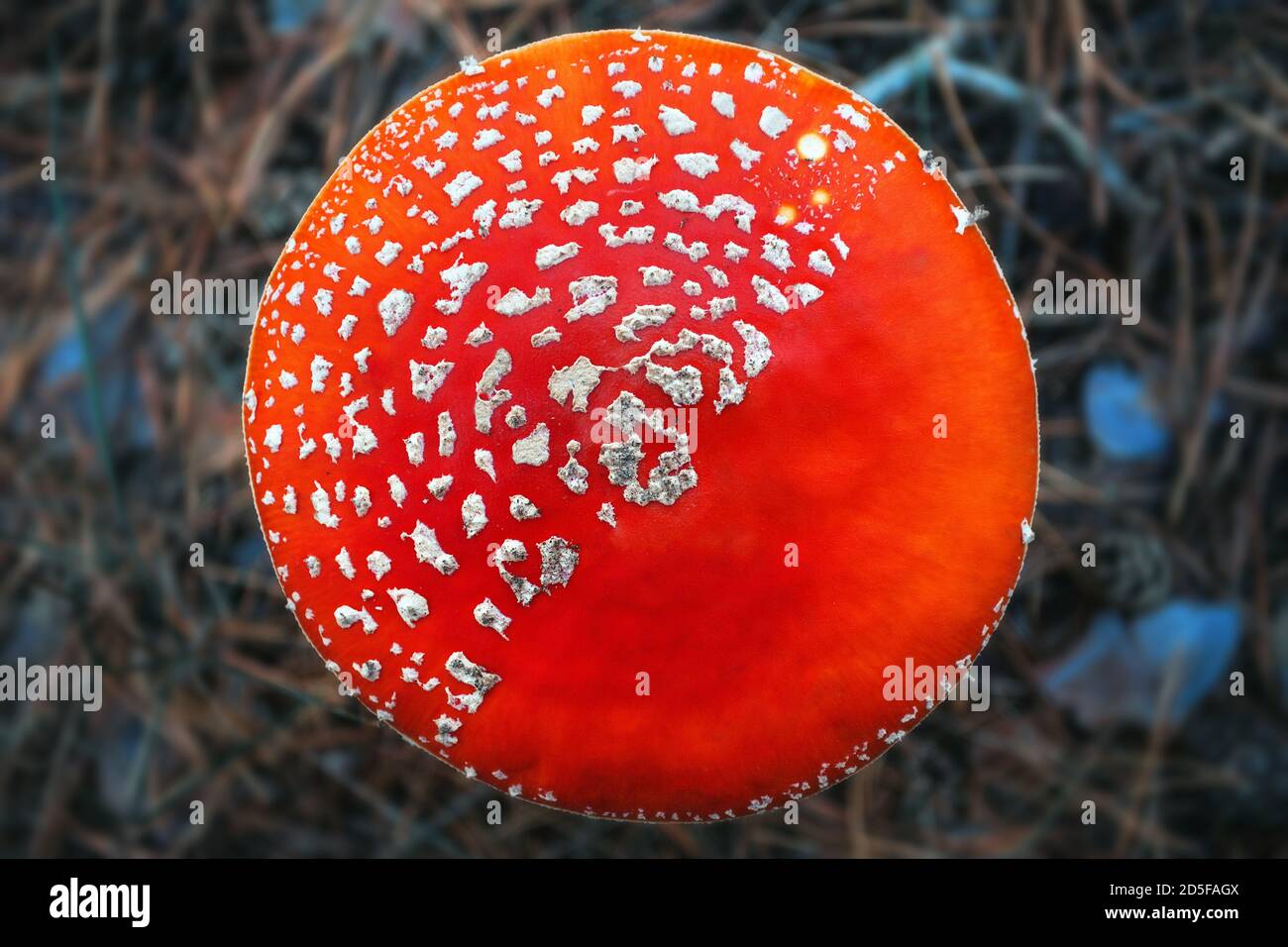 Giftiger, halluzinogener und giftiger Pilz Amanita im Herbstwald. Fliegenpilz Draufsicht Stockfoto