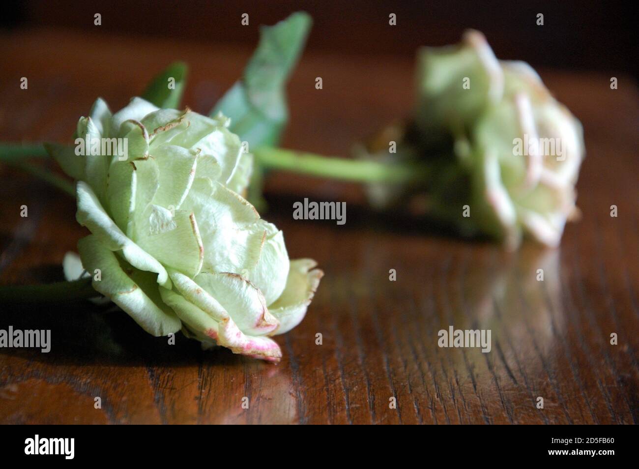 Zwei getrocknete weiße Rosen schließen auf einem alten Holz Tisch im Innenbereich Stockfoto