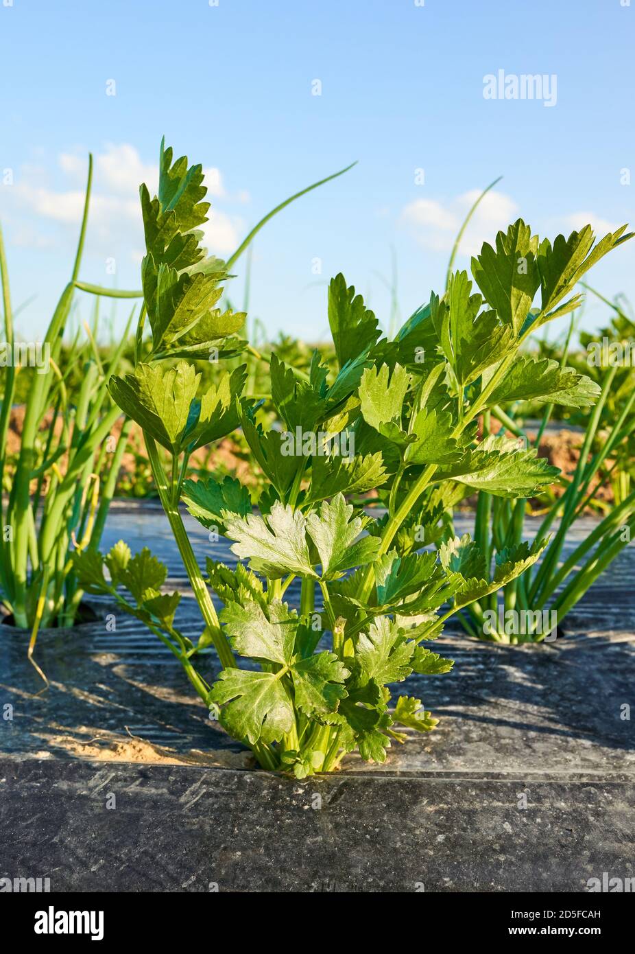 Nahaufnahme Bild von Sellerie auf Bio-Gemüsefarm Patch mit Kunststoff Mulch bedeckt, selektive Fokus. Stockfoto