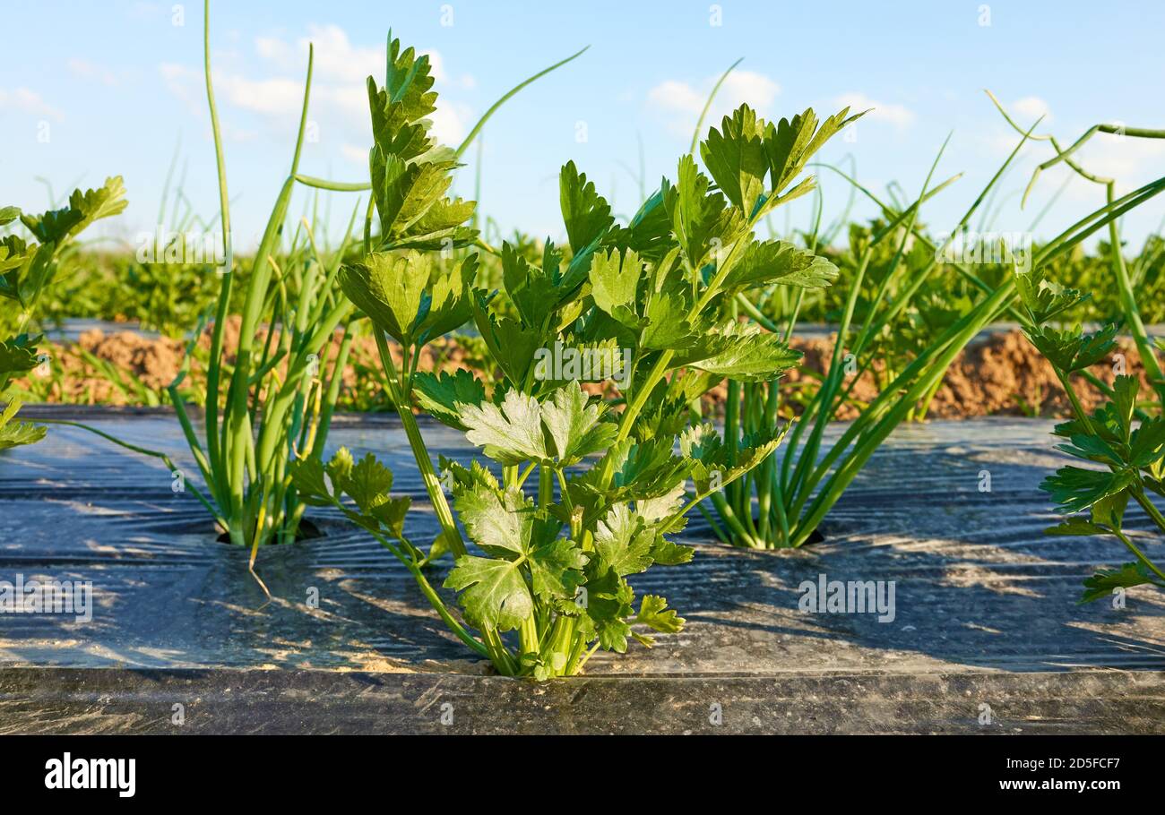 Nahaufnahme Bild von Sellerie auf Bio-Gemüsefarm Patch mit Kunststoff Mulch bedeckt, selektive Fokus. Stockfoto
