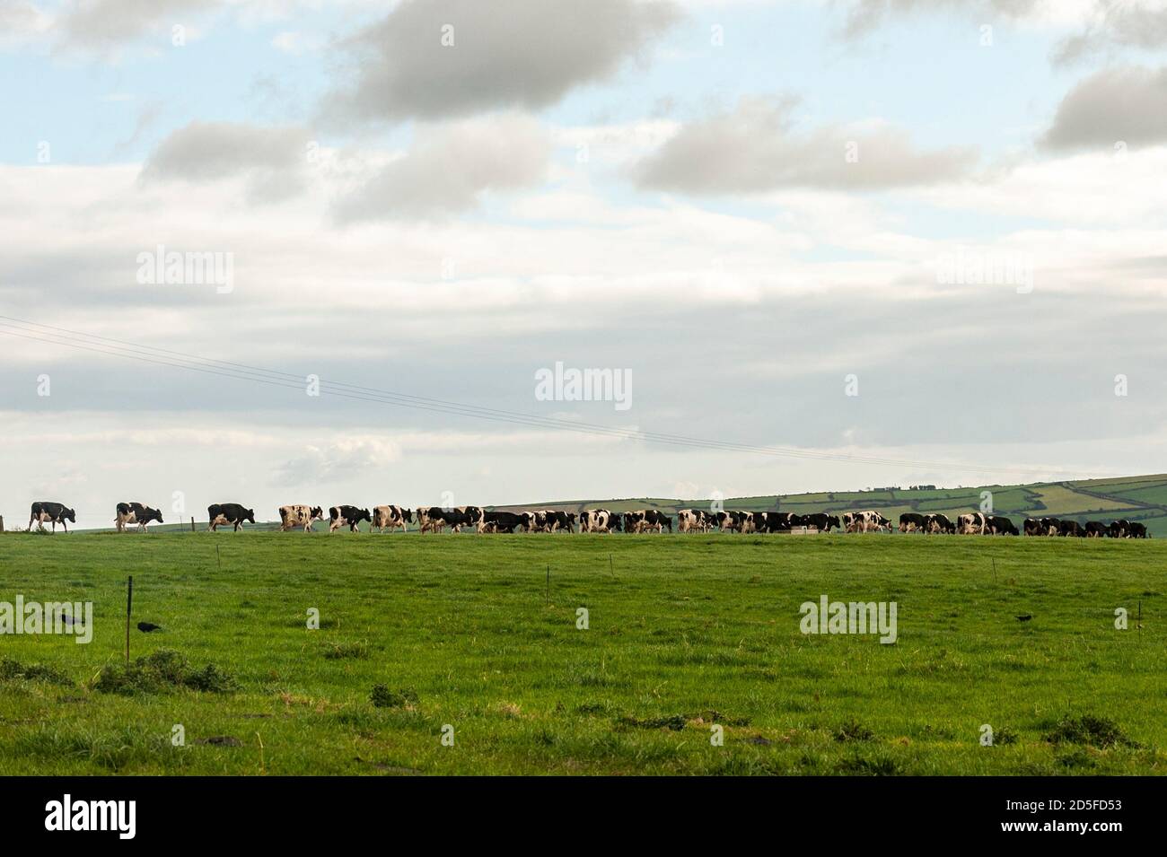 Timoleague, West Cork, Irland. Oktober 2020. Eine 100 starke Herde Milchkühe macht sich auf den Weg zu den Schuppen auf dem Timoleague-Hof von John Dineen. Die Kühe werden gefüttert, bevor sie gemolken werden. Quelle: AG News/Alamy Live News Stockfoto