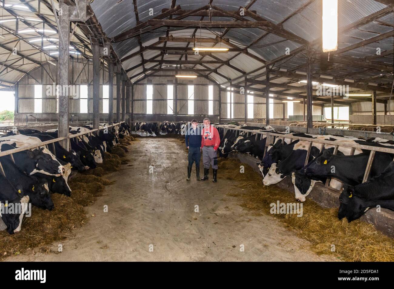 Timoleague, West Cork, Irland. Oktober 2020. Timoleague Milchbauer John Dineen und sein Sohn Charlie wachen über seine 100 starke Herde von Kühen, bevor sie gemolken werden. Quelle: AG News/Alamy Live News Stockfoto