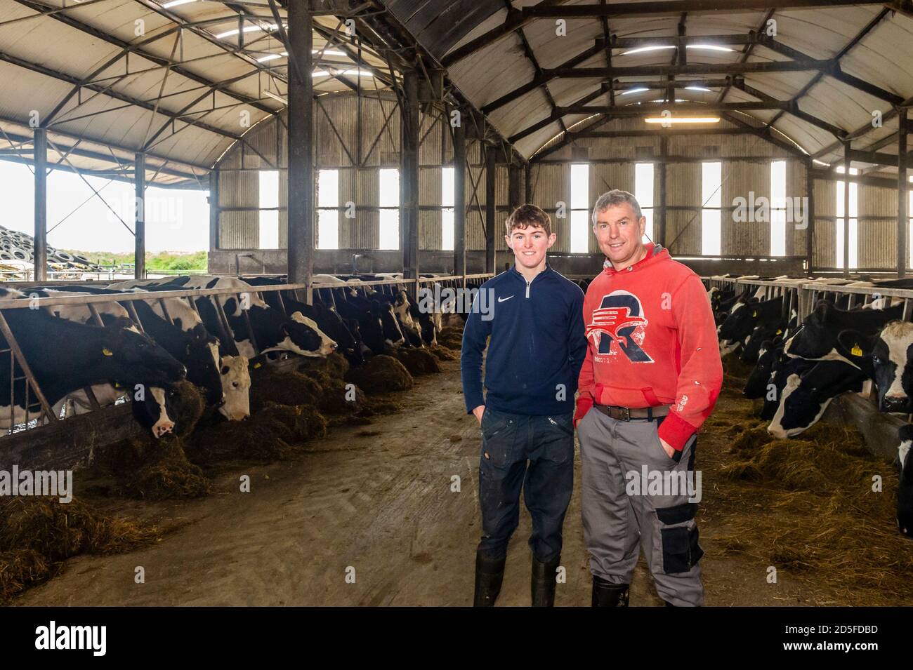 Timoleague, West Cork, Irland. Oktober 2020. Timoleague Milchbauer John Dineen und sein Sohn Charlie wachen über seine 100 starke Herde von Kühen, bevor sie gemolken werden. Quelle: AG News/Alamy Live News Stockfoto