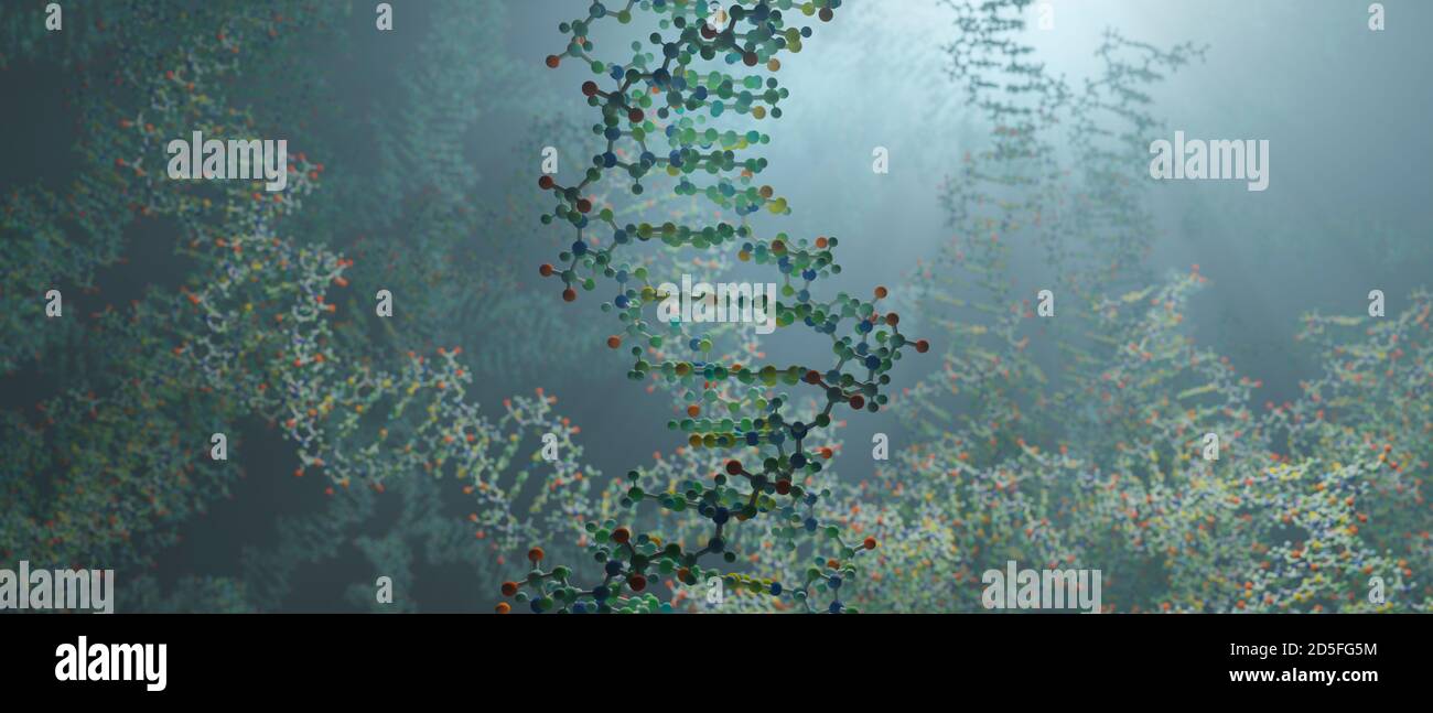 DNA ist ein Molekül und eine Doppelhelix, die genetische Anweisungen für die Entwicklung, Funktion, Wachstum und Fortpflanzung aller bekannten Organismen enthält. Stockfoto