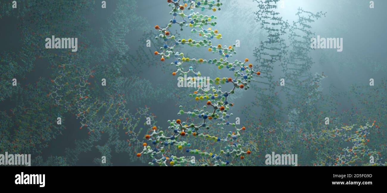 DNA ist ein Molekül und eine Doppelhelix, die genetische Anweisungen für die Entwicklung, Funktion, Wachstum und Fortpflanzung aller bekannten Organismen enthält. Stockfoto