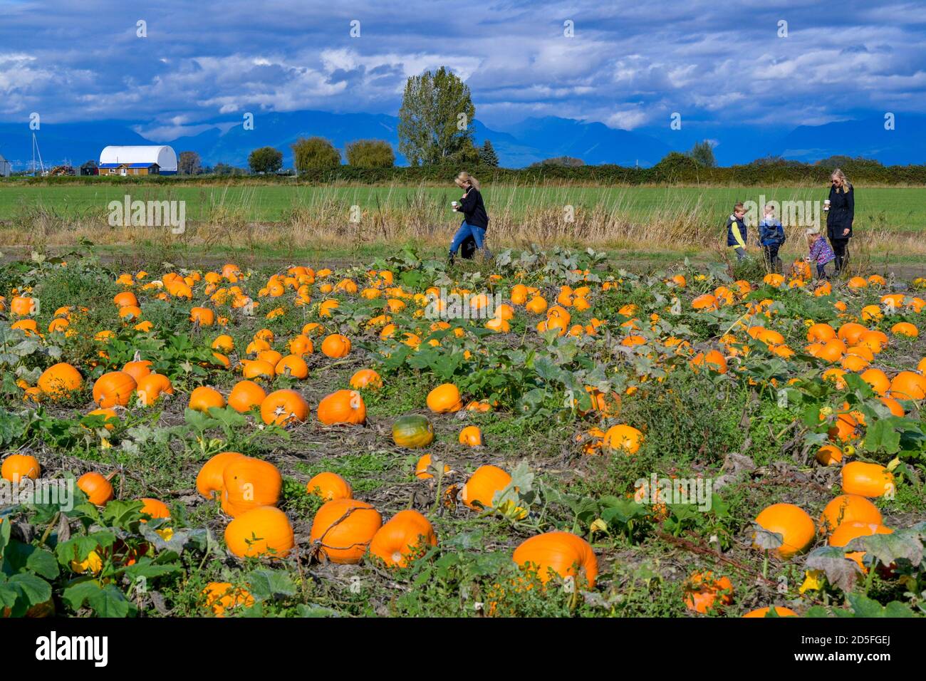 Pumpkin Patch, Westham Island Herb Farm, Ladner, Delta, British Columbia, Kanada Stockfoto