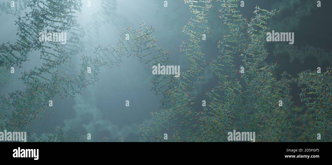 DNA ist ein Molekül und eine Doppelhelix, die genetische Anweisungen für die Entwicklung, Funktion, Wachstum und Fortpflanzung aller bekannten Organismen enthält. Stockfoto
