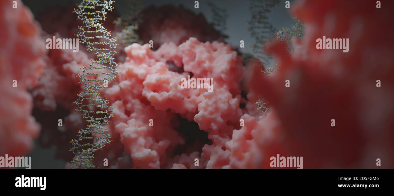 DNA, die genetische Anweisungen trägt, befindet sich im Zellkern, wo sie mit verschiedenen Proteinen in verschiedenen Prozessen interagiert, wie zum Beispiel Replikation. Stockfoto