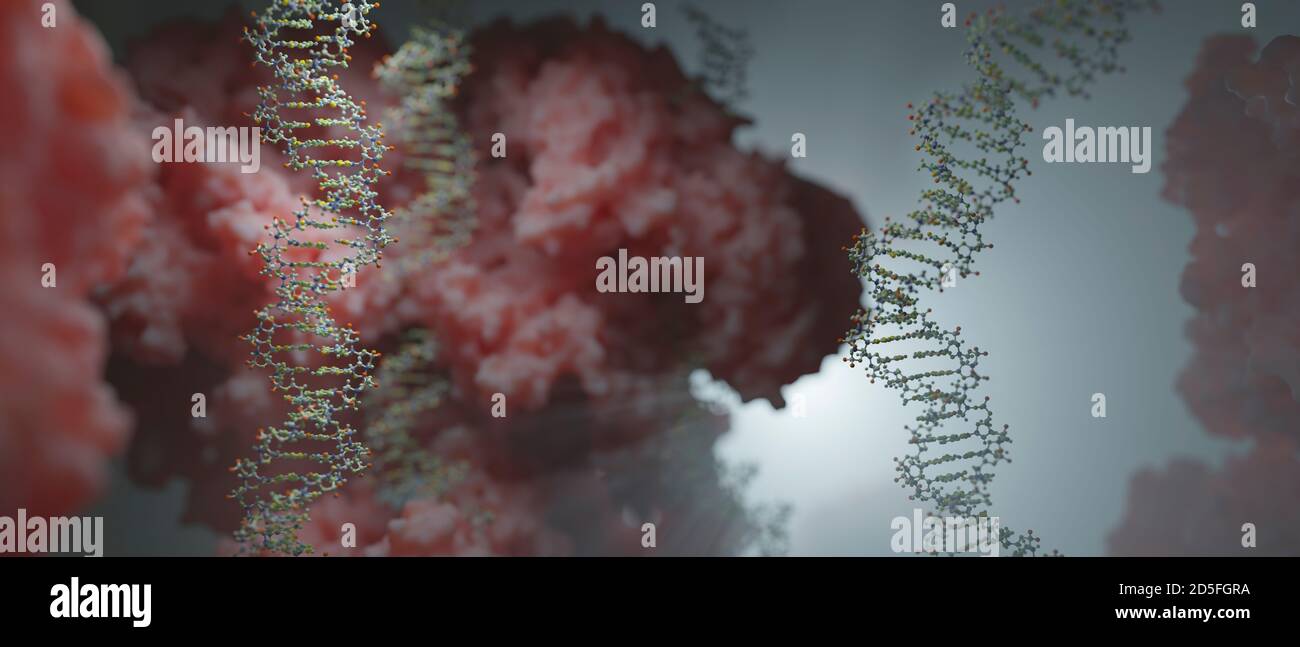DNA, die genetische Anweisungen trägt, befindet sich im Zellkern, wo sie mit verschiedenen Proteinen in verschiedenen Prozessen interagiert, wie zum Beispiel Replikation. Stockfoto