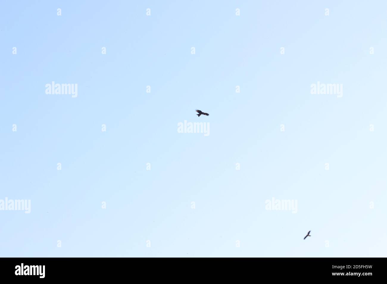 Der Vogel fliegt in den Himmel. Stockfoto Der Vogel fliegt in den Himmel. Stockfoto